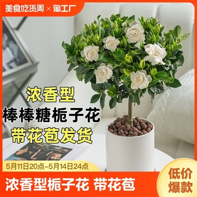 栀子花室内阳台四季开花带花苞