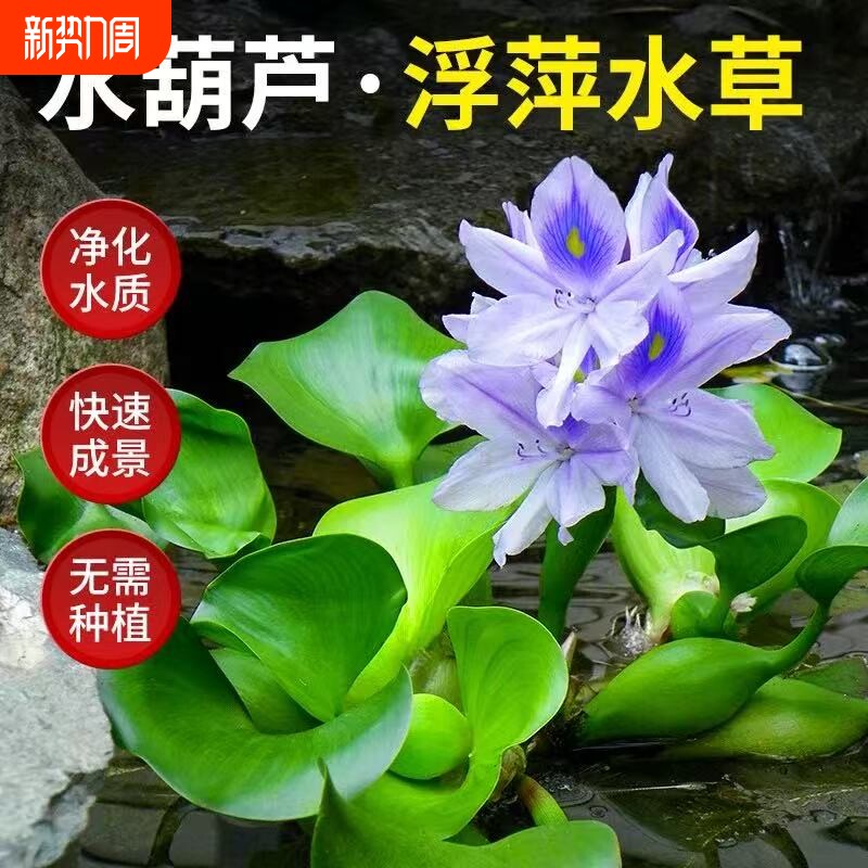 鱼缸水草浮萍造景花卉鱼池塘净化水质水生植物水葫芦增氧养鱼淡水