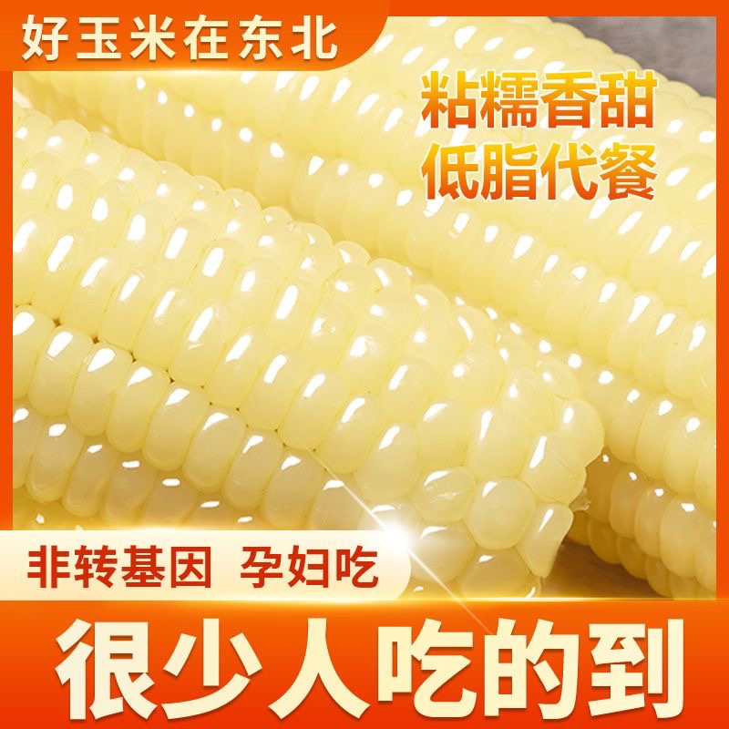 东北玉米糯玉米棒新鲜真空装包加热即食香甜粘黏糯白苞米