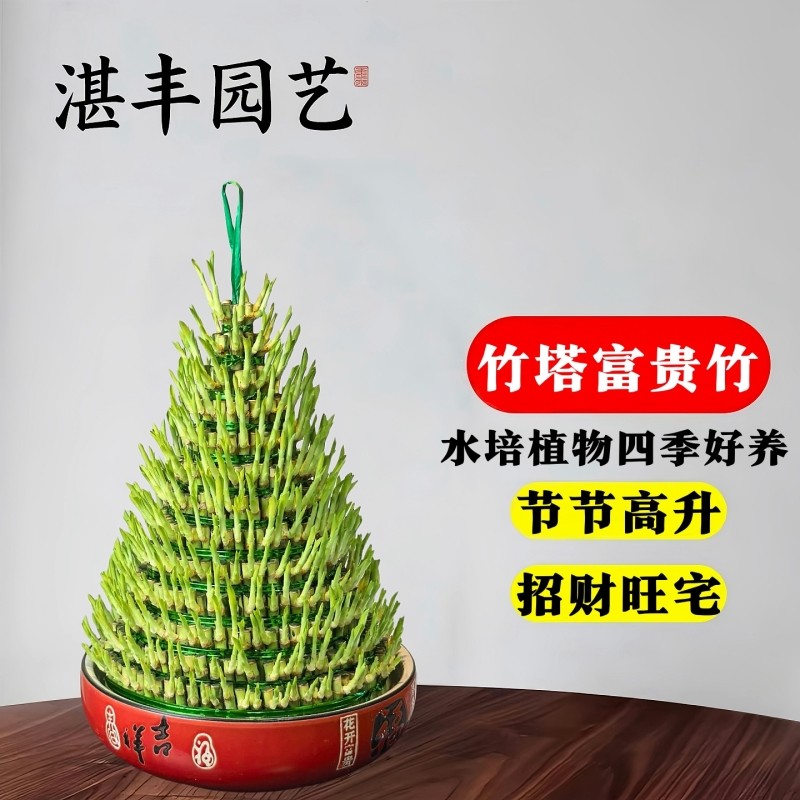 节节高竹塔富贵水培水养植物室内客厅招财绿植办公室桌面盆栽竹子