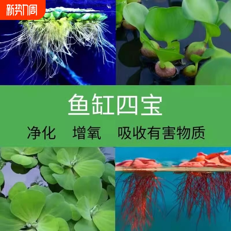 鱼缸增氧六宝浮萍水草古法水质净化生态缸躲避造景芙蓉定植套餐