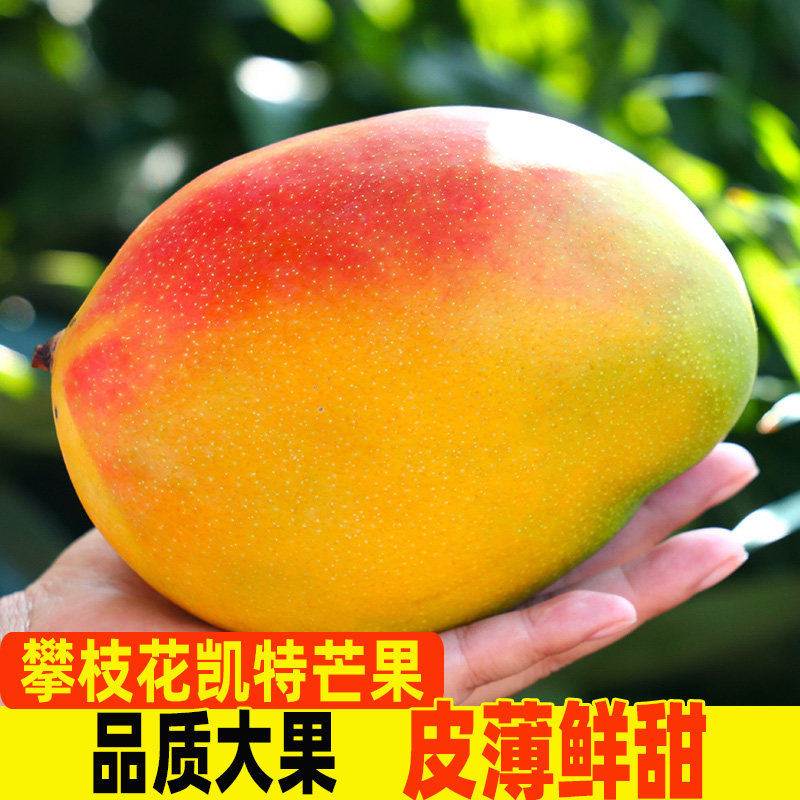 四川攀枝花凯特芒果新鲜当季大芒果9斤应季整箱包邮果肉现摘自提