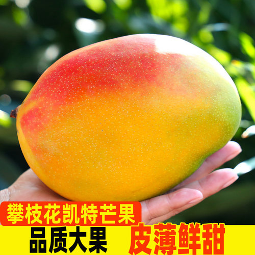 四川攀枝花凯特芒果新鲜当季大芒果9斤应季整箱包邮果肉现摘自提