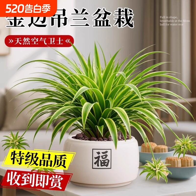 大盆金边吊兰盆栽吊兰室内垂吊阳台植物去甲醛四季好养花绿植水培