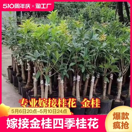 桂花树苗四季桂大型花卉八月桂庭院原生高杆丹沉香地盆栽可食用