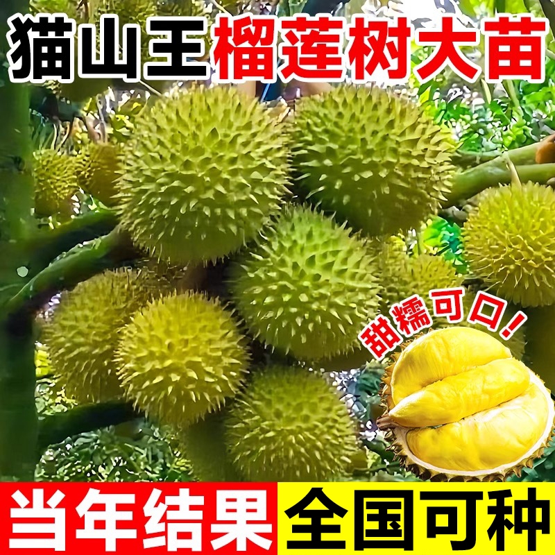 当年结果金枕榴莲树果苗猫山王