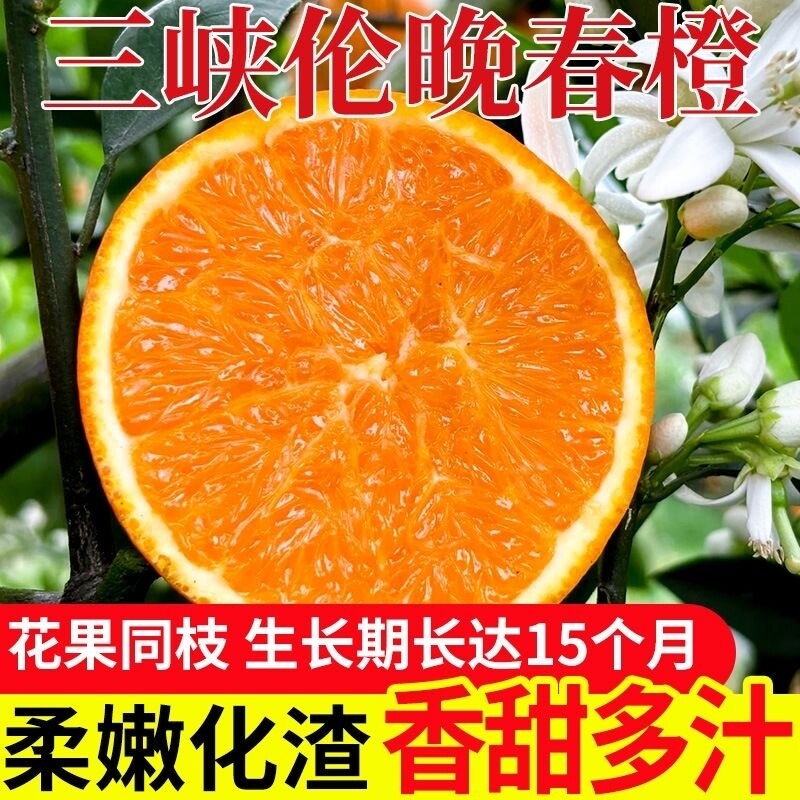 正宗伦晚脐橙春橙秭归橙子当季新鲜水果整箱果冻甜榨汁大果现摘图片