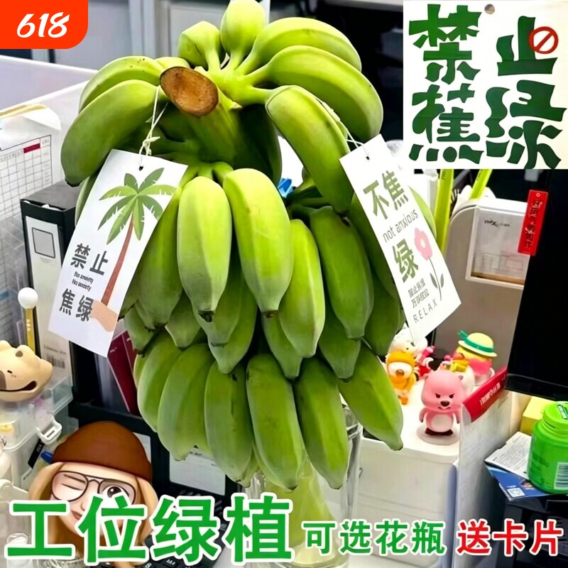 整串水培香蕉花禁止蕉绿新鲜真芭蕉香蕉焦虑插花拒绝蕉绿观赏绿植