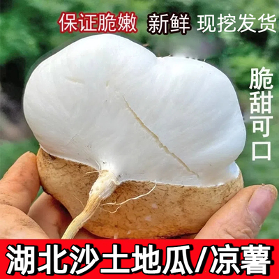 凉薯新鲜现挖白地瓜湖北农家土特产豆薯番薯沙葛地萝卜产地直销香