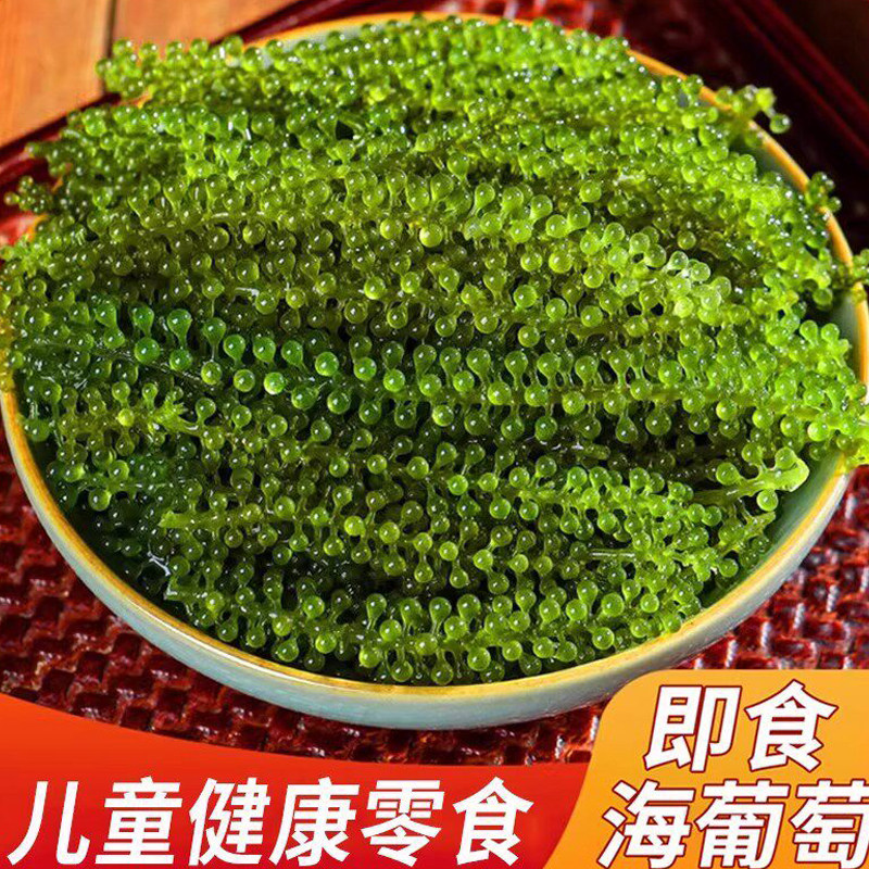 盐渍即食海葡萄新鲜海草海藻海带零食压缩凉拌菜儿童营养健康小吃