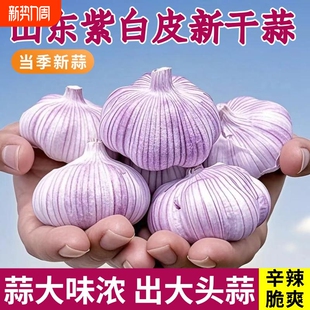 正宗紫白皮干大蒜农家大蒜头清仓批发商用便宜干蒜 中 热卖