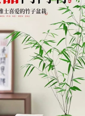 正宗正品台湾内门竹精品室内竹子高档好养竹苗竹禅意绿植老桩阳台