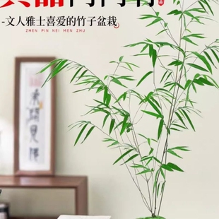 正宗正品台湾内门竹精品室内竹子高档好养竹苗竹禅意绿植老桩阳台
