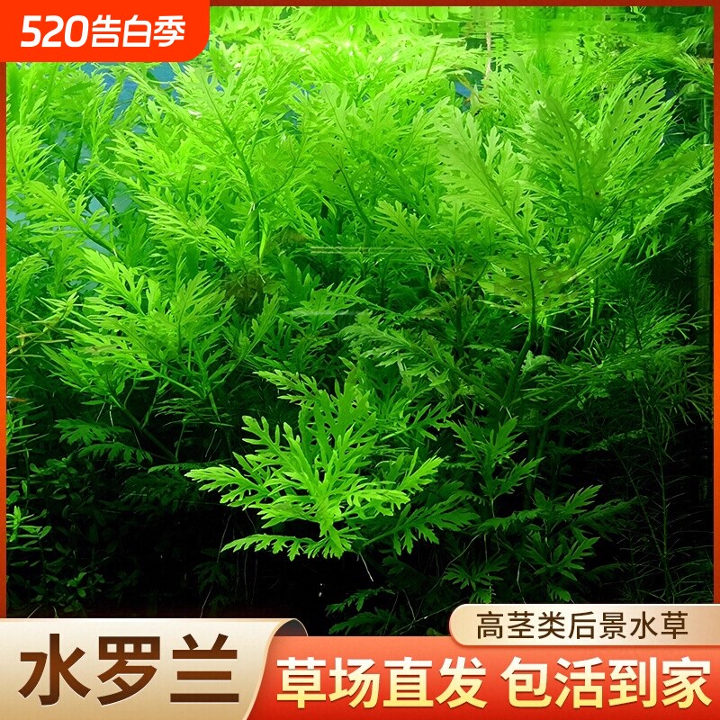 水罗兰水草植物真草鱼缸水草造景水族活阴性懒人造景套餐淡水净水