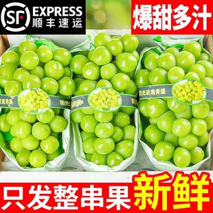正宗阳光玫瑰葡萄新鲜脆甜无籽青提晴王提子孕妇可食水果整箱包邮