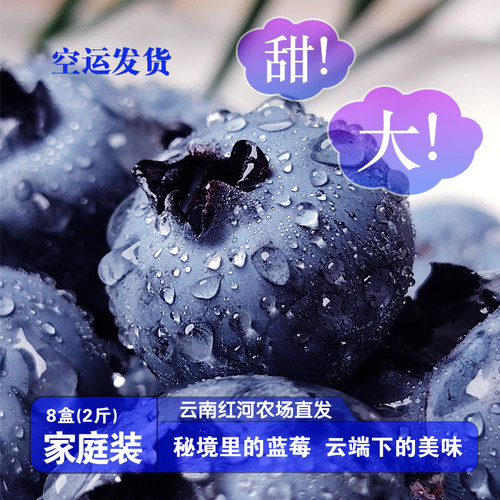 云南红河高原海拔1800m花香蓝莓