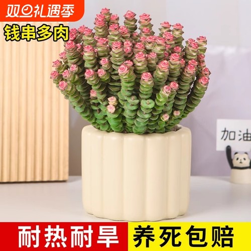 彩色钱串锦多肉植物室内新手好养肉肉红心钱串子稀有品种盆栽花卉