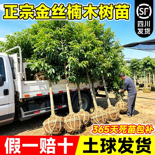 正宗四川金丝楠木树苗小叶带土庭院名贵耐寒风景大树四季种植价格