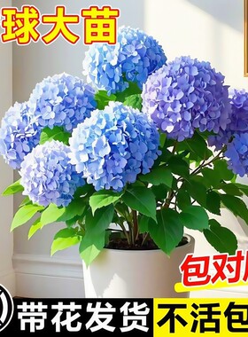 绣球花苗大花植物无尽夏开花好养的花四季不断盆栽花卉植物室内花