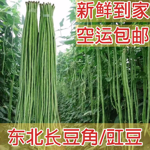发空运】特长无筋长豆角新鲜豇豆东北直发农家自种鲜摘脆嫩蔬菜