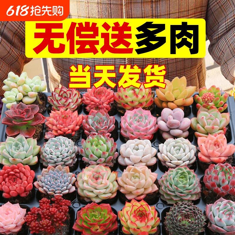 多肉植物好养小盆栽品种组合玉露大颗株室内花卉绿植精品种植桃蛋