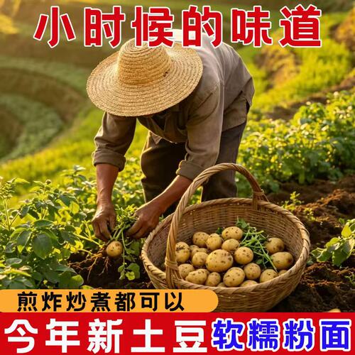 正宗恩施小土豆黄心洋芋