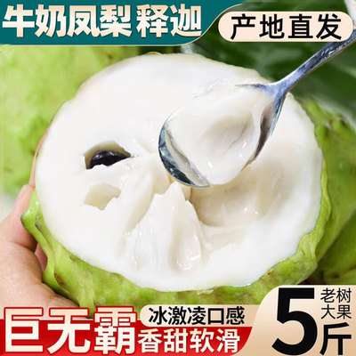 新鲜凤梨牛奶释迦果5斤大目释迦尼佛头果冰淇淋番荔枝特大果现摘