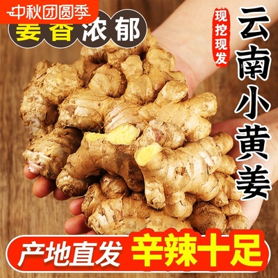 2025新云南小黄姜红河新鲜生姜老姜现挖高山沙姜土姜种子蔬菜9斤
