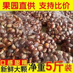 丹东板栗不开口