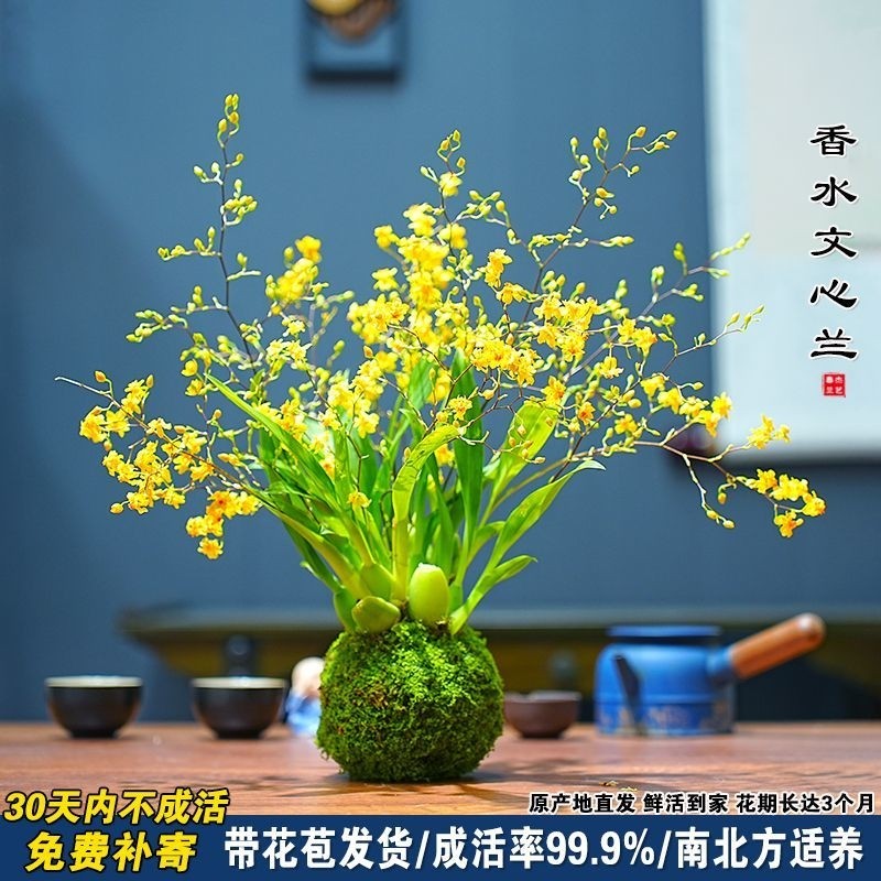 带花苞金黄色苔藓球梦香文心兰植物年宵花卉浓香型盆栽室内客厅