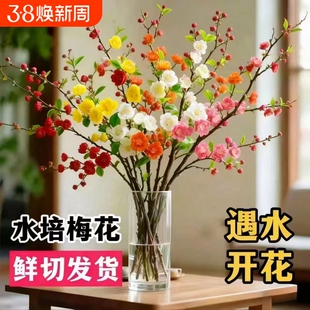 【水培梅花】新款开花浓香型鲜切干枝带花苞室内耐寒花卉绿植年宵