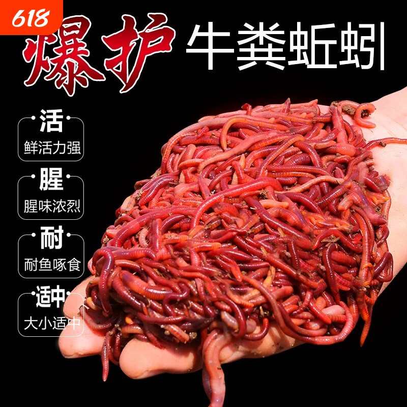 蚯蚓活饵鲜活红虫垂钓鱼饵料鲫鱼鲤鱼野钓黑坑鱼料打窝料鱼食通杀