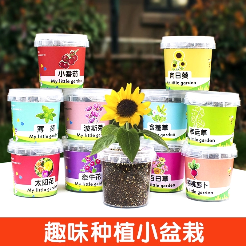 儿童种植小盆栽植物生长观察