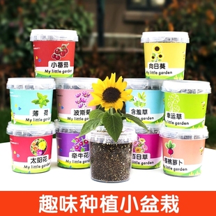 儿童种植小盆栽太阳花向日葵花种籽子幼儿园小学生植物生长观察盒
