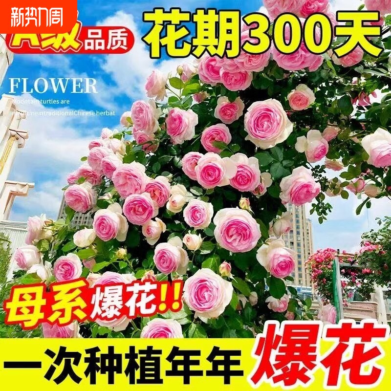 蔷薇花苗藤本月季大花月季老桩玫瑰花盆栽四季开花庭院爬藤植物