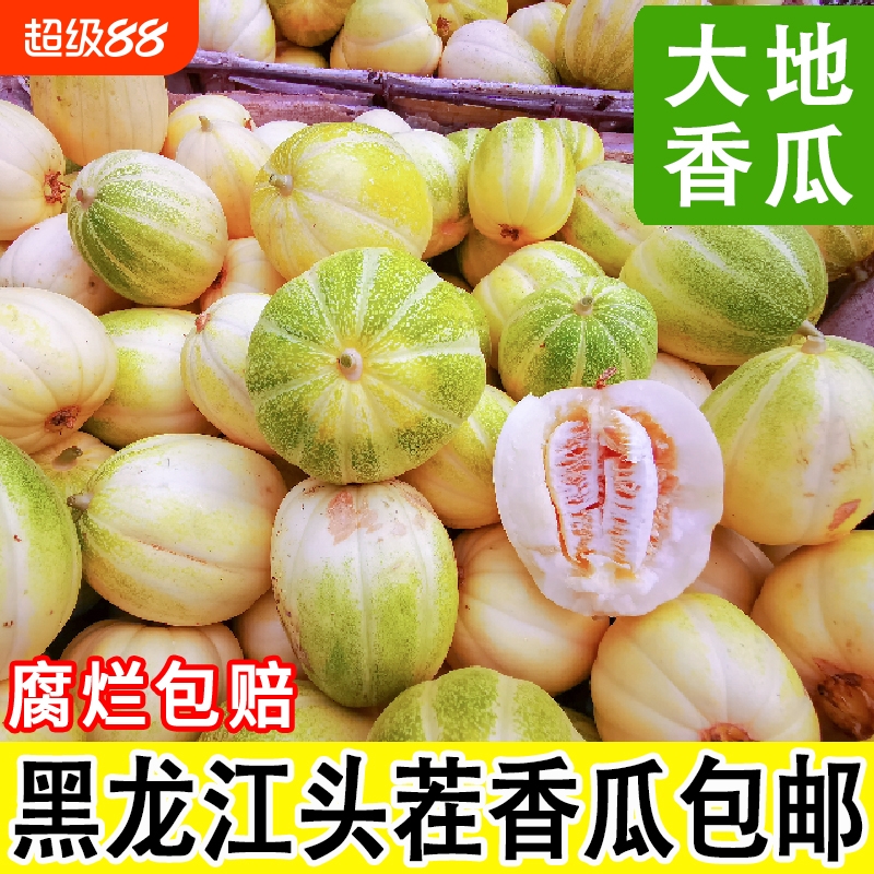 黑龙江甜瓜香瓜新鲜水果当季现摘现发甘甜多汁东北香瓜脆甜瓜农家
