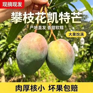 四川攀枝花凯特芒果当季新鲜水果现摘超甜彩虹芒大青吉禄芒果整箱