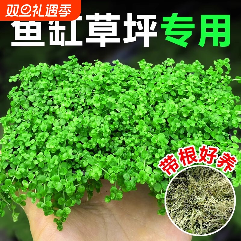 爬地矮珍珠水草趴地日本矮珍珠草植物生态鱼缸造景专用净化水质