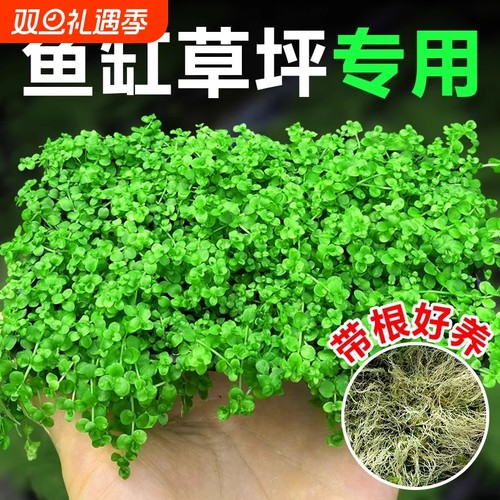 爬地矮珍珠水草鱼缸造景专用