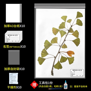 标本台纸腊叶植物标本夹中药普查专用40*30cm国家标准款a4A3卡纸树叶标本制作不干胶标本名标签塑自封袋