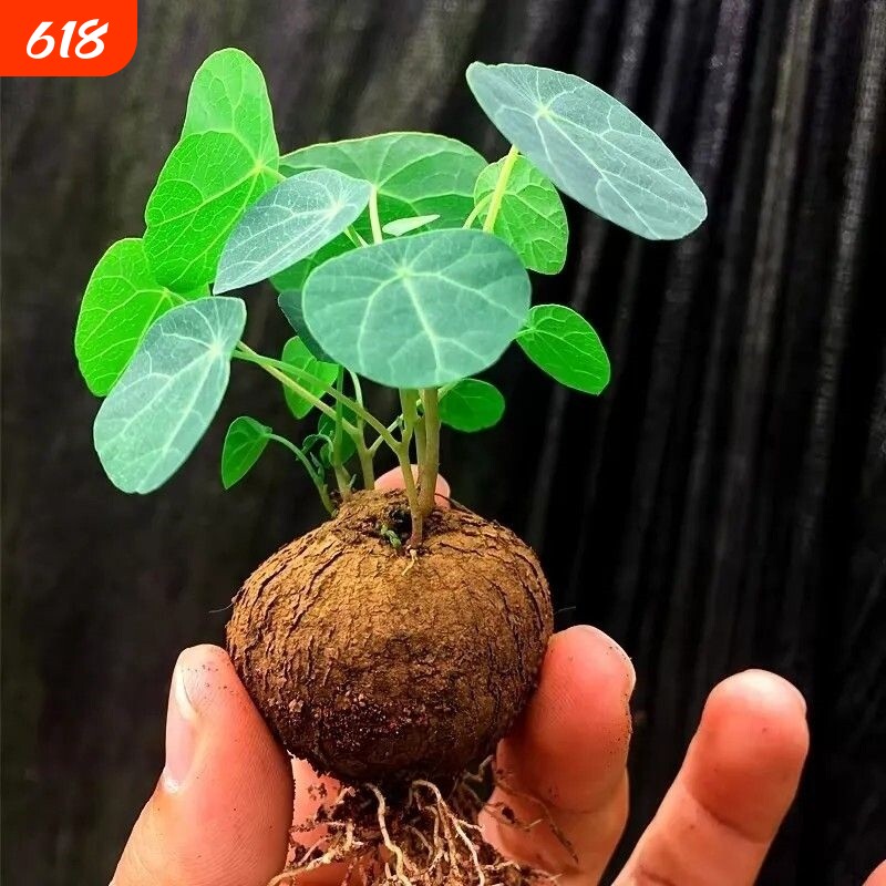 山乌龟爬藤植物盆栽室内红藤圆叶金不换阳台花园多肉块根花卉水培