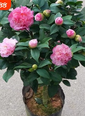 茶花盆栽带花苞四季室内香妃树苗客厅花卉耐寒植物易活小苗开花