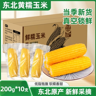 东北黄糯玉米棒真空包装 早餐香甜锡纸 粘黄新鲜甜玉米主食真空装