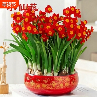 【冬季水培】水仙花水培四季开花盆栽耐寒植物室内易养活花卉绿植
