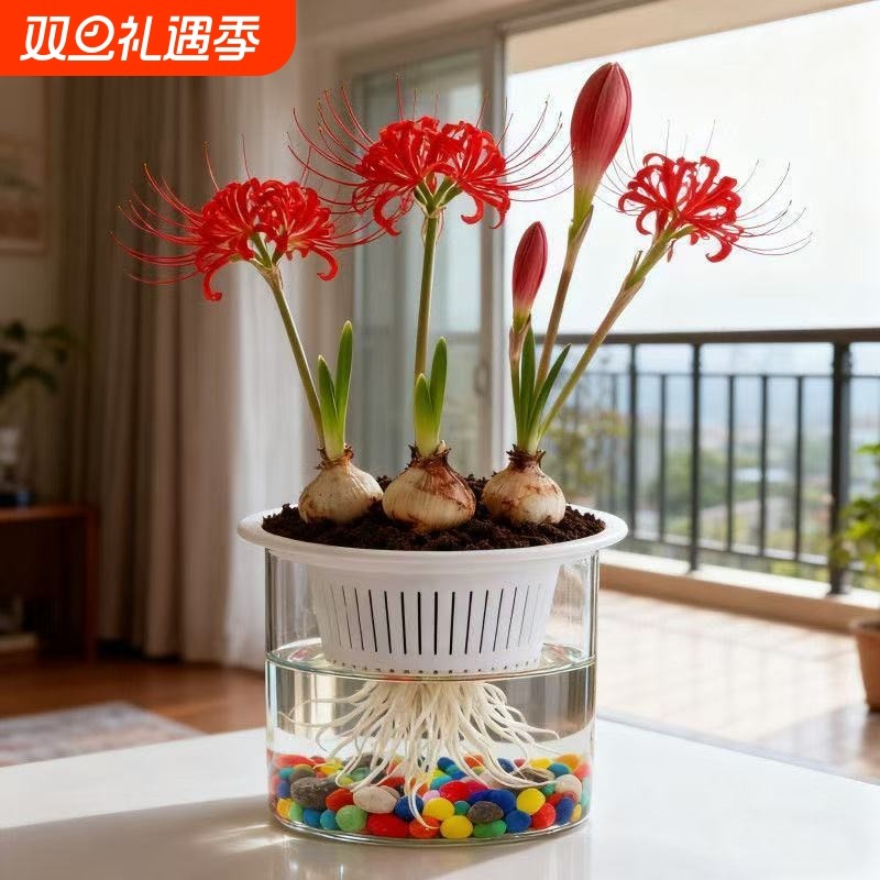 水培曼珠沙华石蒜阳台盆栽绿植花卉好养易活客厅庭院冬季开花卧室