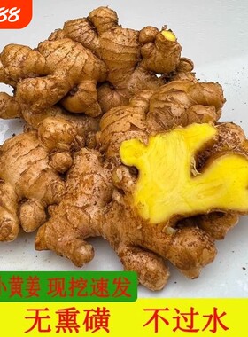 今年老姜云南小黄姜山区现挖生姜