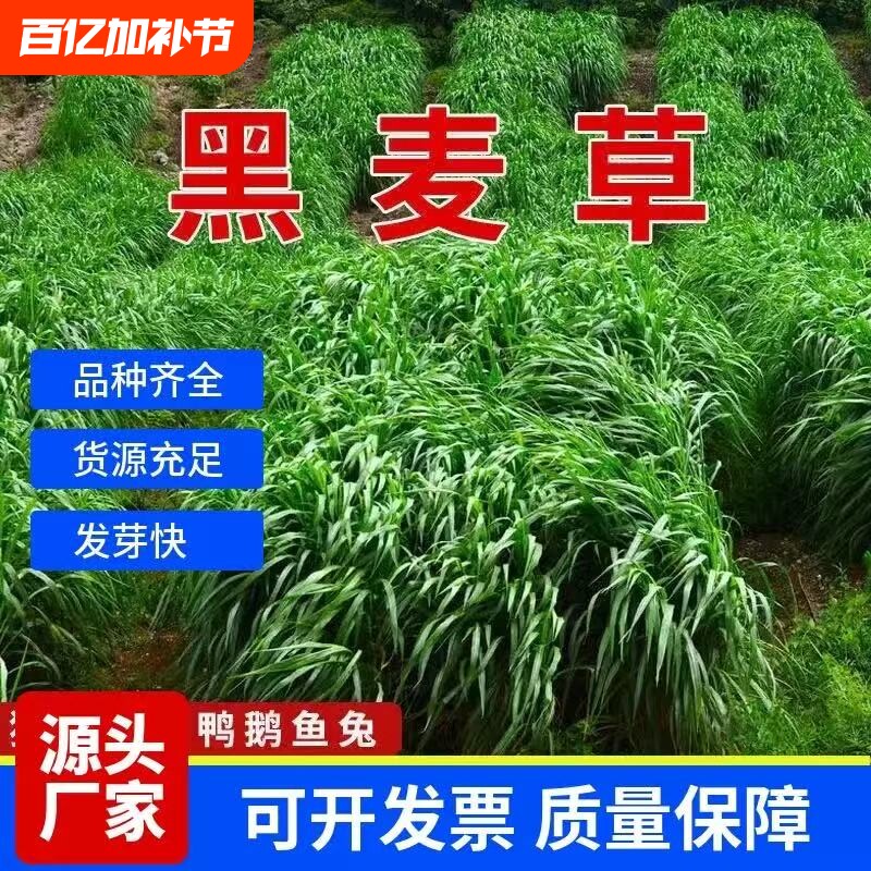 黑麦草种籽子种四季多年生耐寒牧草种籽养殖鸡鸭鱼草种子菊苣高产