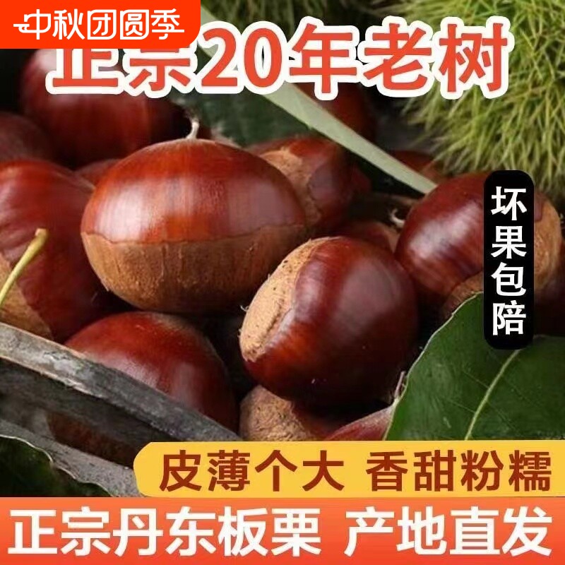 4.5斤！老树果辽宁丹东生大板栗