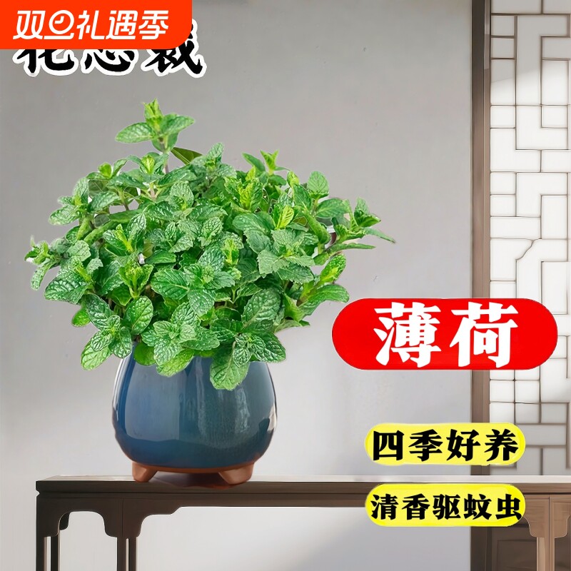 薄荷盆栽新鲜苗可食用室内驱蚊柠檬薄荷苗水培植物办公室好养绿植