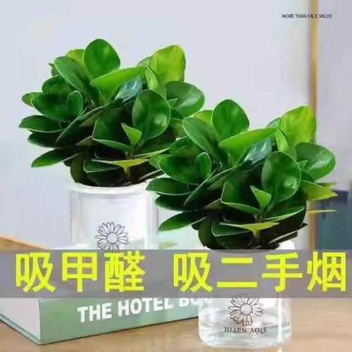 碧玉盆栽室内绿植盆景豆瓣绿美观客厅桌面绿植四季净化空气多绿植